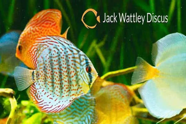 Jack Wattley Discus